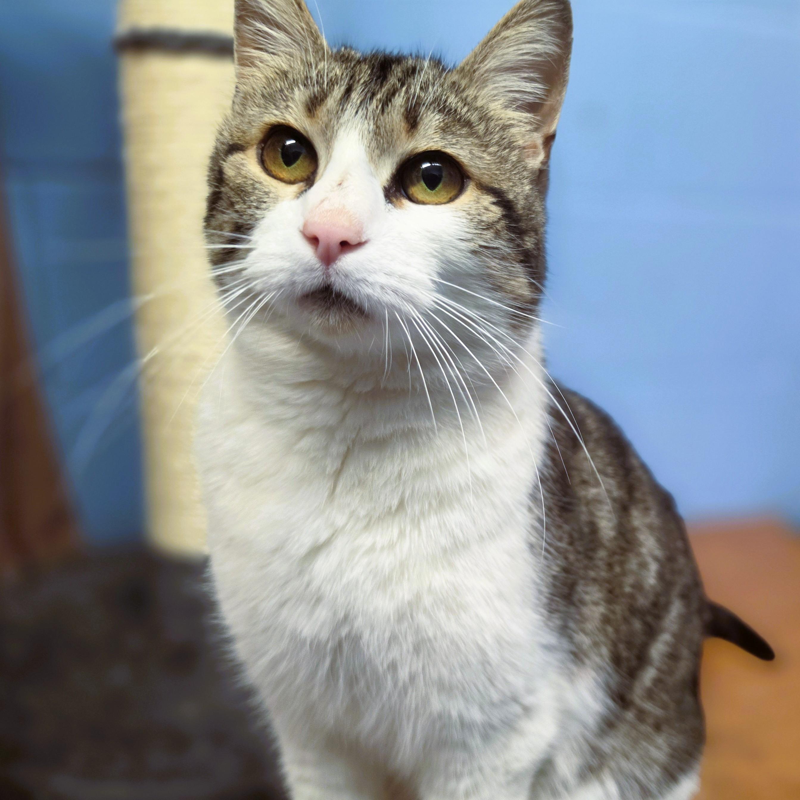 Enlarge Winifred, an adopted Domestic Short Hair in Lowell, AR image 6/6