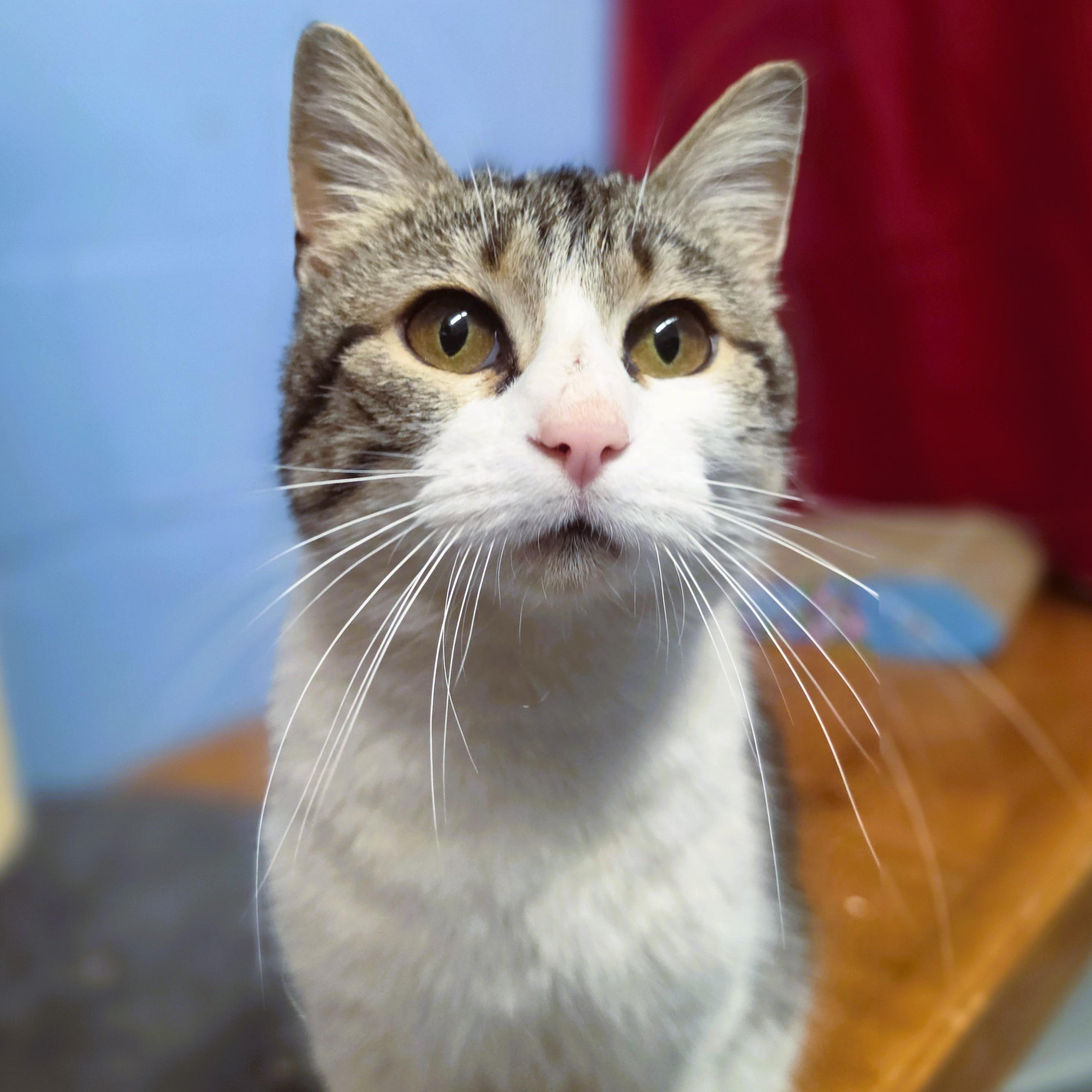 Winifred, adopted, Adult Female Domestic Short Hair.