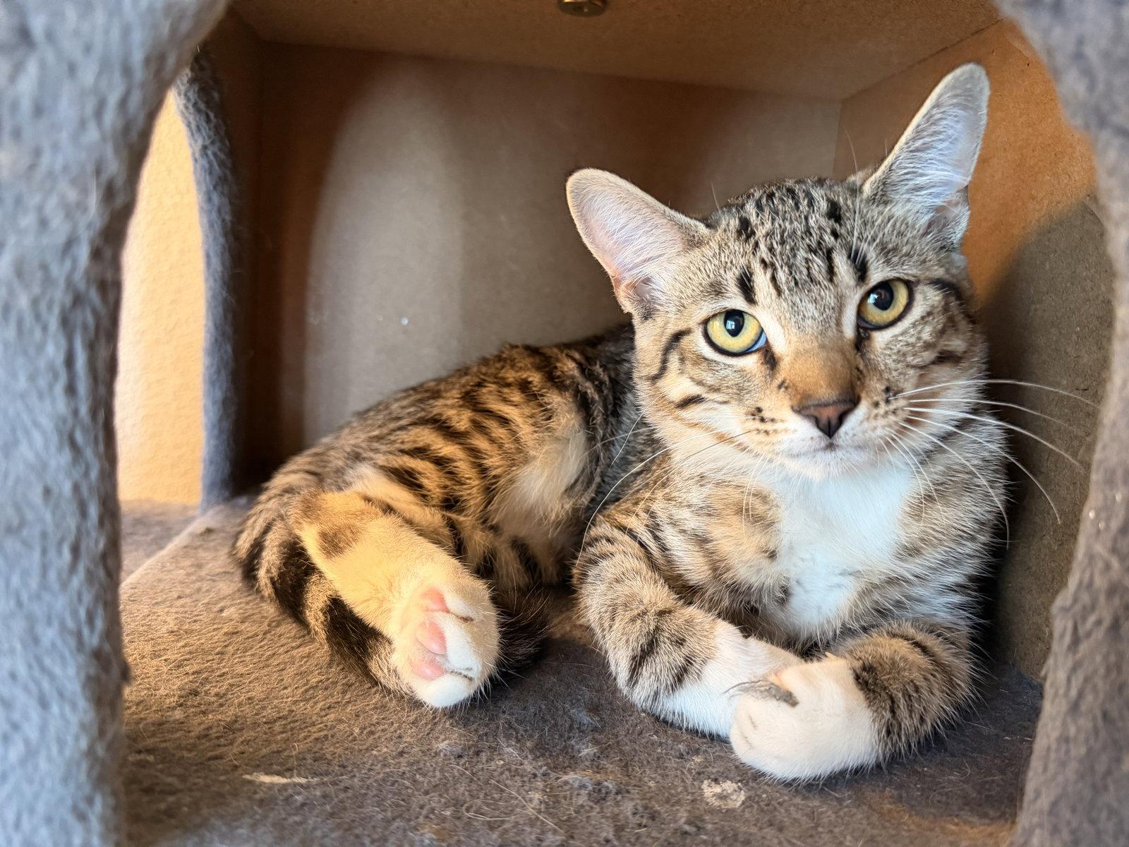 Snoball, Adoptable, Kitten Female Domestic Short Hair.