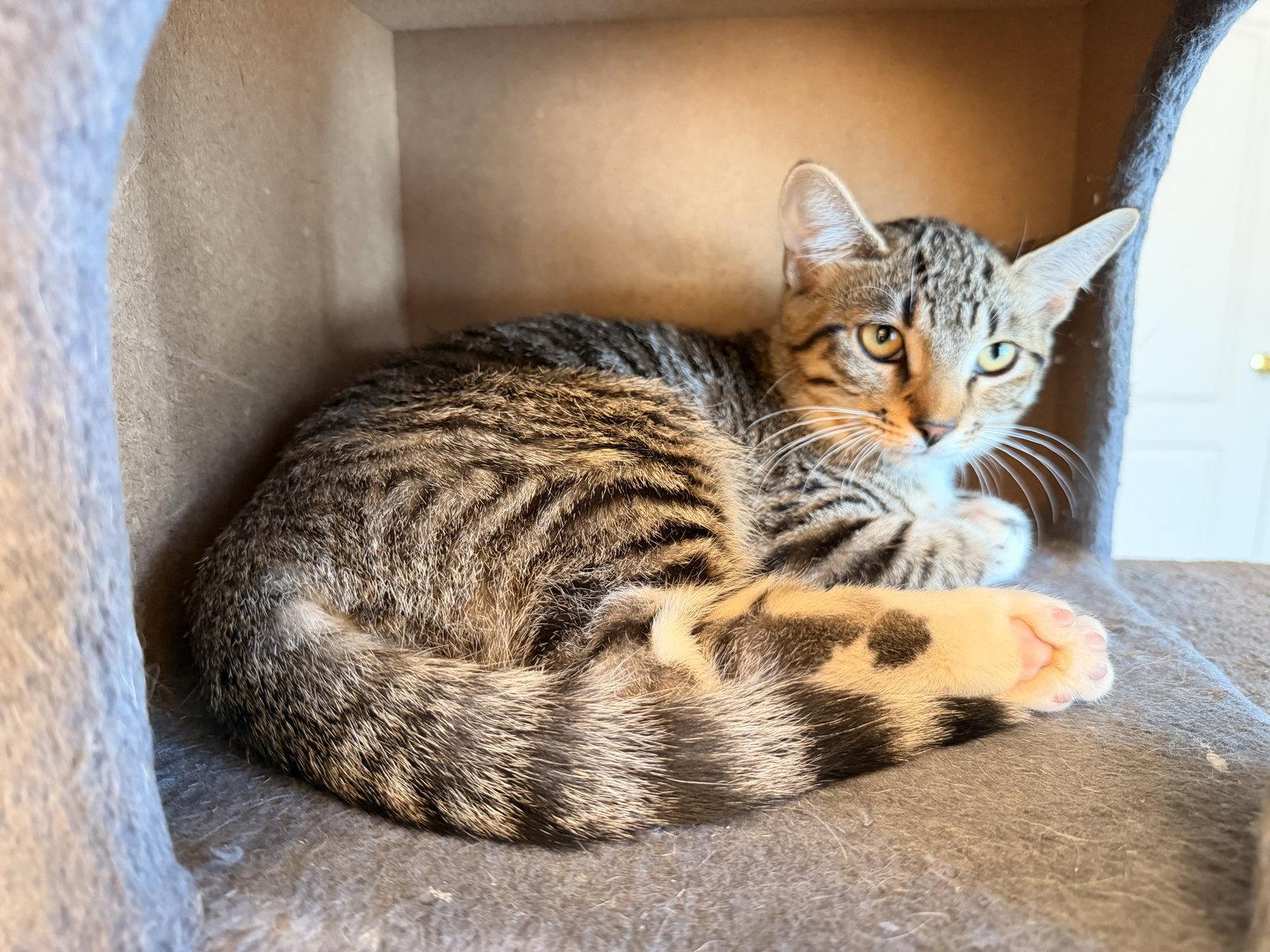 Enlarge Snoball, a Adoptable Domestic Short Hair in Mission Viejo, CA image 2/3