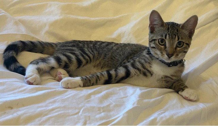 Enlarge Snoball, a Adoptable Domestic Short Hair in Mission Viejo, CA image 3/3