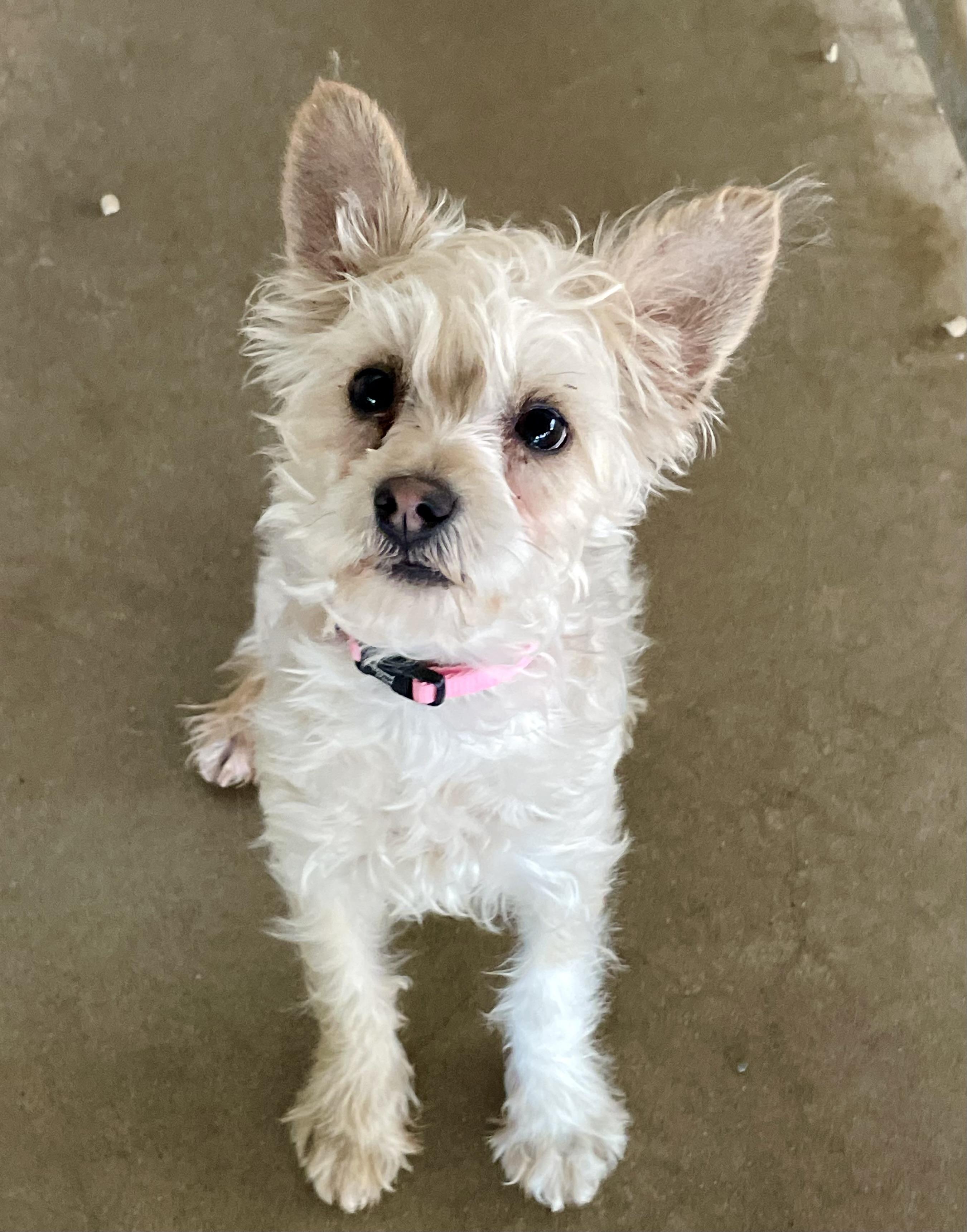 Honey, adopted, Young Female Yorkshire Terrier.