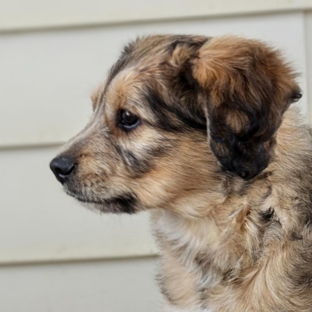 Enlarge Scotty, a Adoptable Terrier in Shelby, NC image 2/6