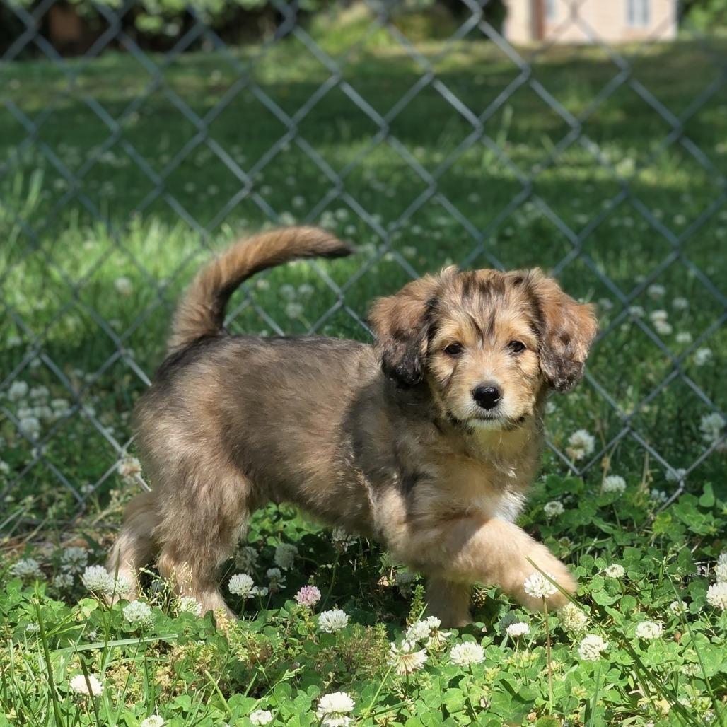 Enlarge Scotty, a Adoptable Terrier in Shelby, NC image 4/6