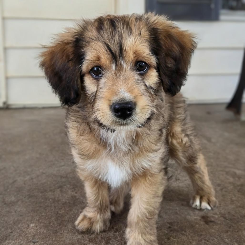 Enlarge Scotty, a Adoptable Terrier in Shelby, NC image 5/6