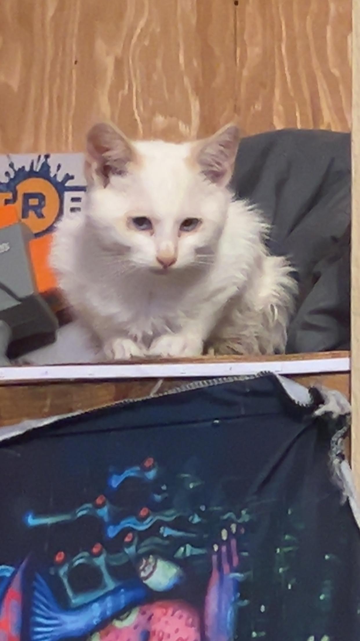 Smokey, Adoptable, Kitten Male Domestic Short Hair.
