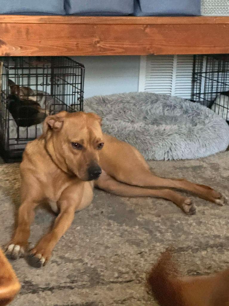 Zara, Adoptable, Young Female Mixed Breed.