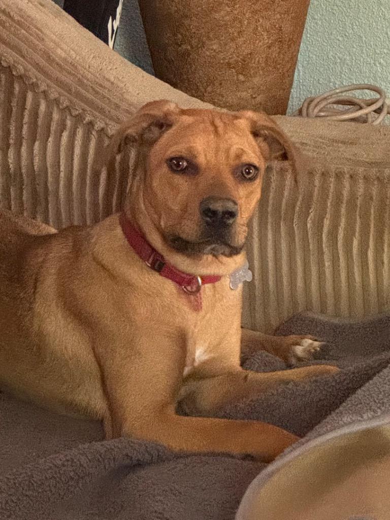 Zara, a Adoptable mixed breed in Fond Du Lac, WI image 2/6
