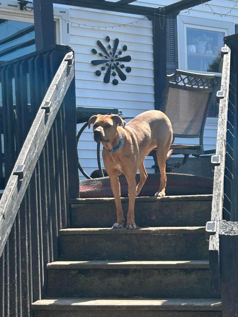 Zara, a Adoptable mixed breed in Fond Du Lac, WI image 3/6