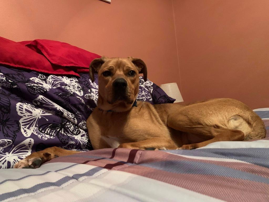 Zara, a Adoptable mixed breed in Fond Du Lac, WI image 4/6