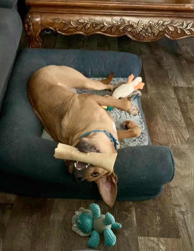 Zara, a Adoptable mixed breed in Fond Du Lac, WI image 5/6