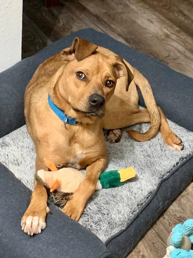 Zara, a Adoptable mixed breed in Fond Du Lac, WI image 6/6