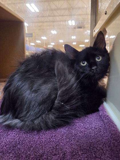 Lipid, Adoptable, Kitten Male Domestic Medium Hair & Domestic Short Hair.