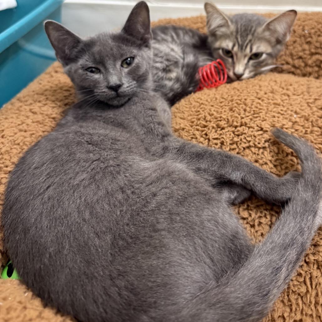 Metallica, Adoptable, Kitten Female Domestic Short Hair & Domestic Short Hair.