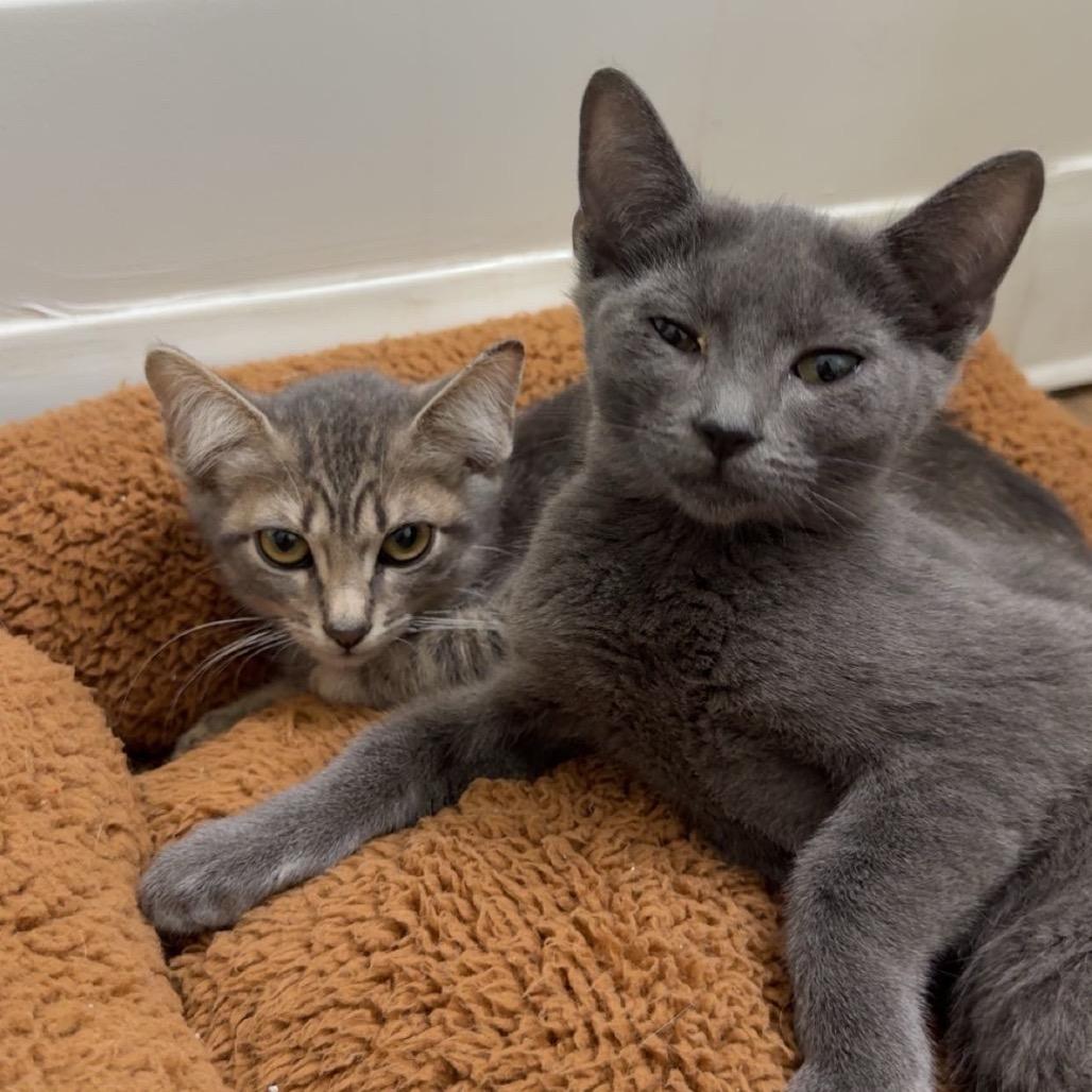 Metallica, a Adoptable mixed breed in Fort Collins, CO image 2/4