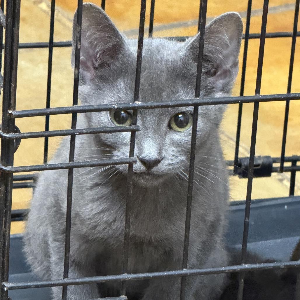 Metallica, a Adoptable mixed breed in Fort Collins, CO image 4/4