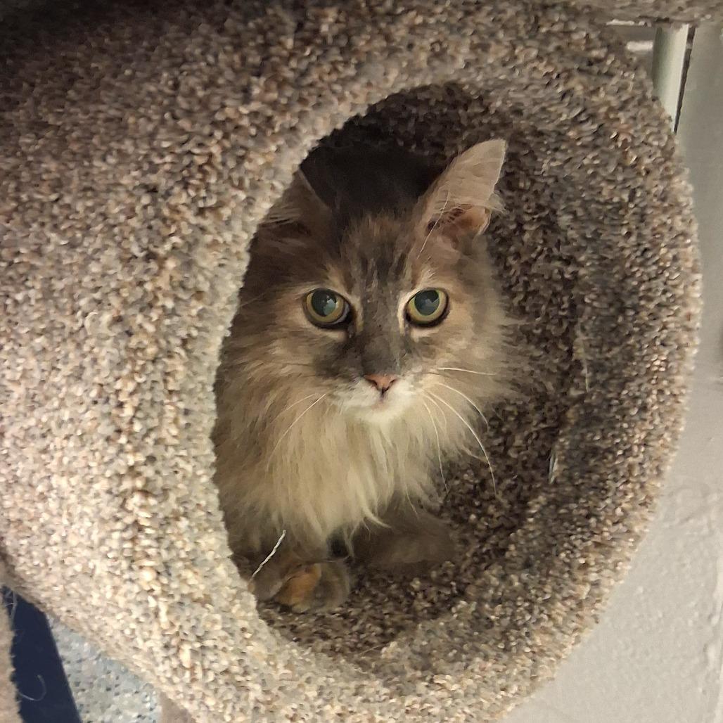 Crumble, Adoptable, Senior Female Domestic Long Hair.