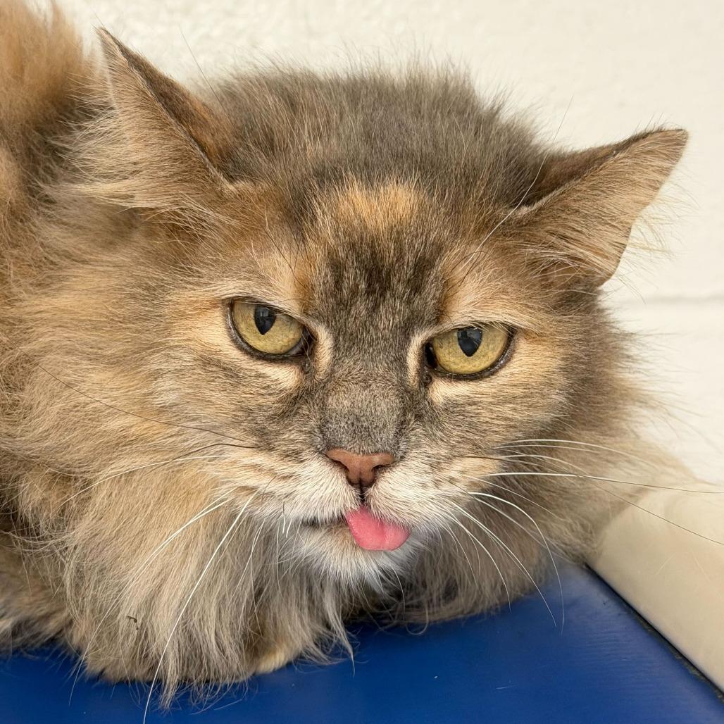 Crumble, a Adoptable Domestic Long Hair in Dayton, OH image 2/2
