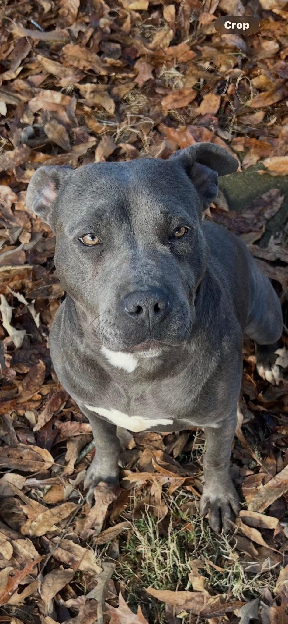 China , a ADOPTABLE mixed breed in Watertown, CT image 1/3