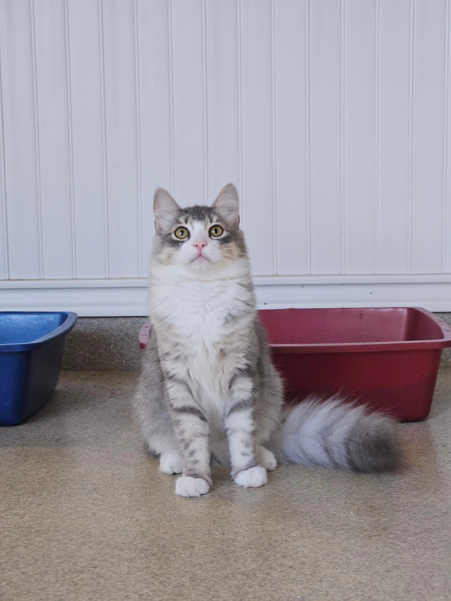 Pickles, a Adoptable Domestic Long Hair in Westbrook, CT image 2/6