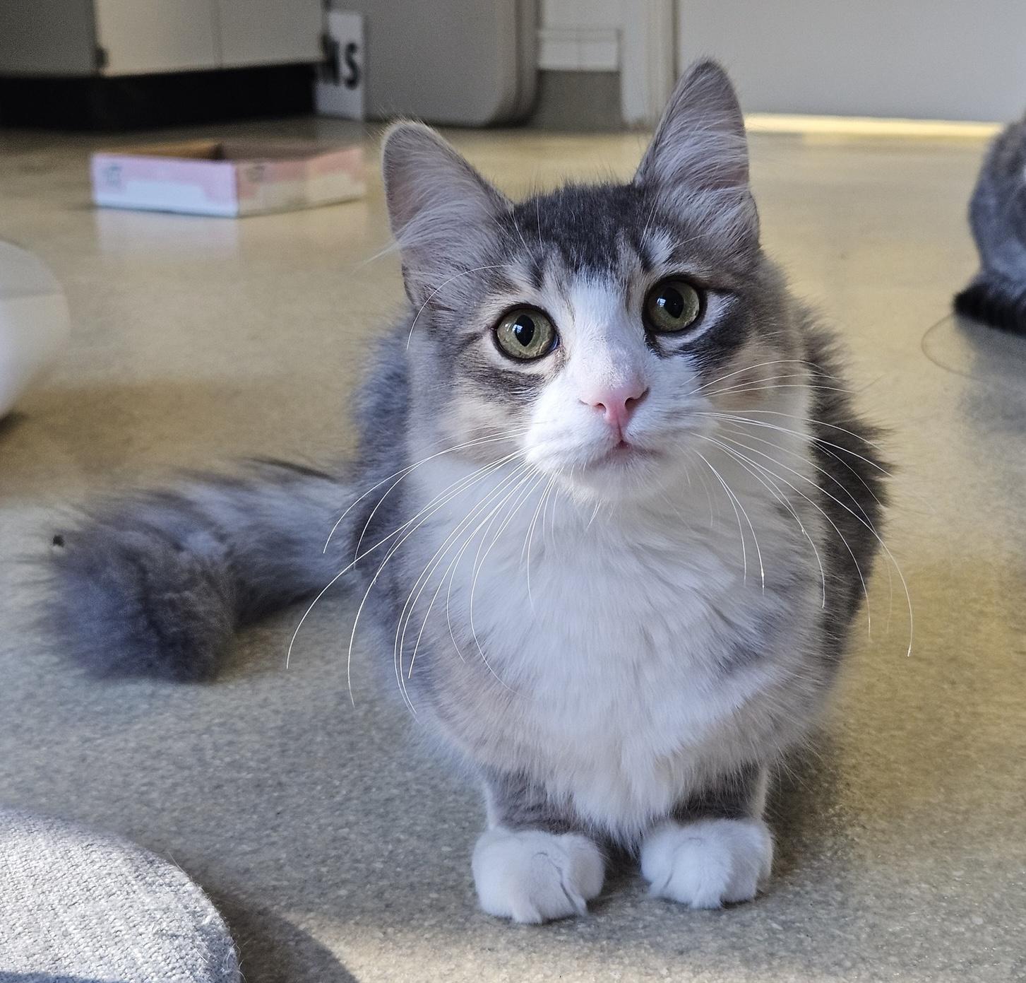 Pickles, a Adoptable Domestic Long Hair in Westbrook, CT image 3/6