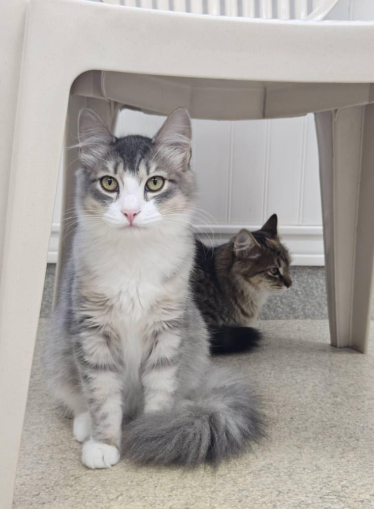 Pickles, a Adoptable Domestic Long Hair in Westbrook, CT image 1/6