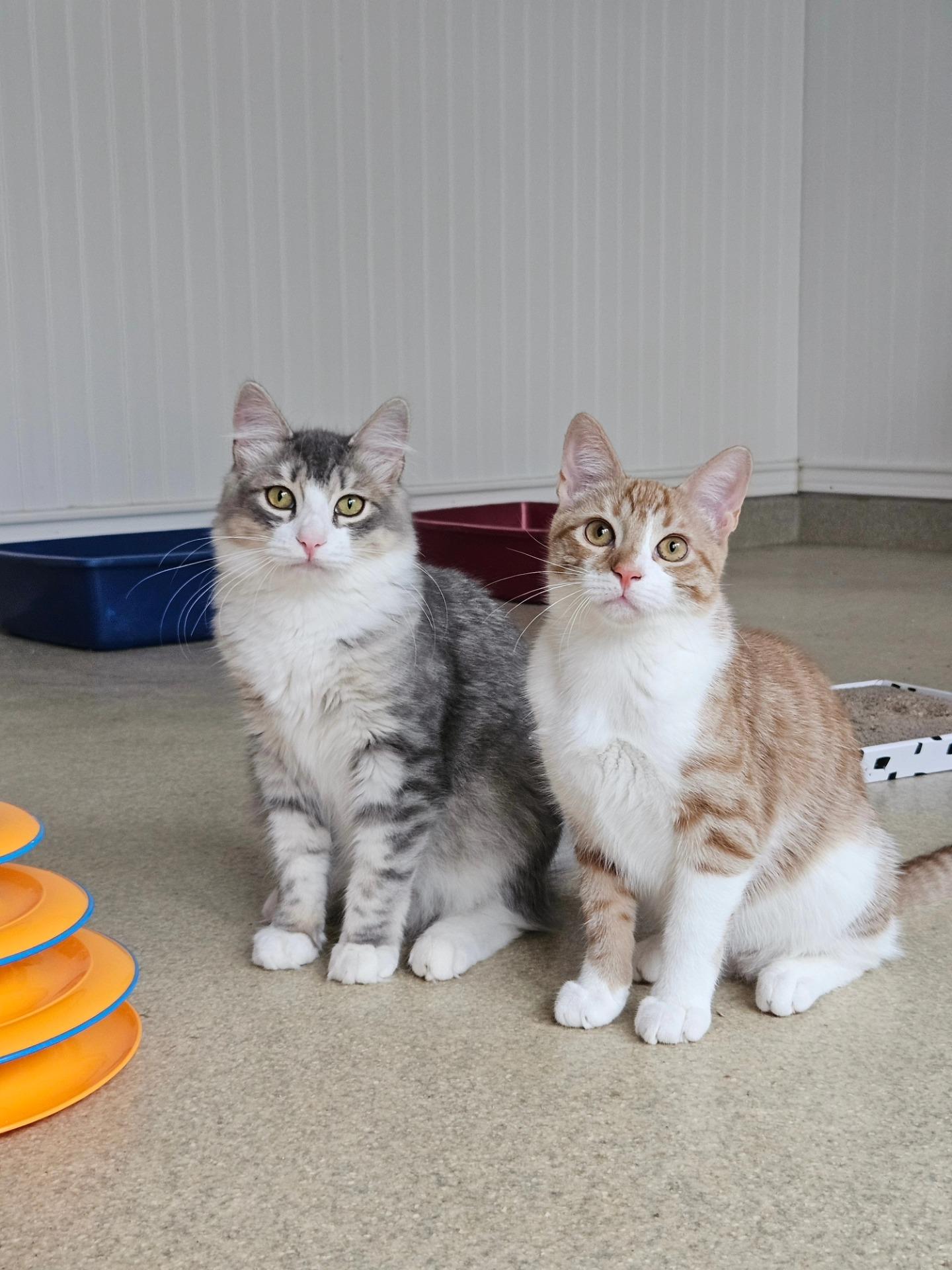 Pickles, a Adoptable Domestic Long Hair in Westbrook, CT image 5/6