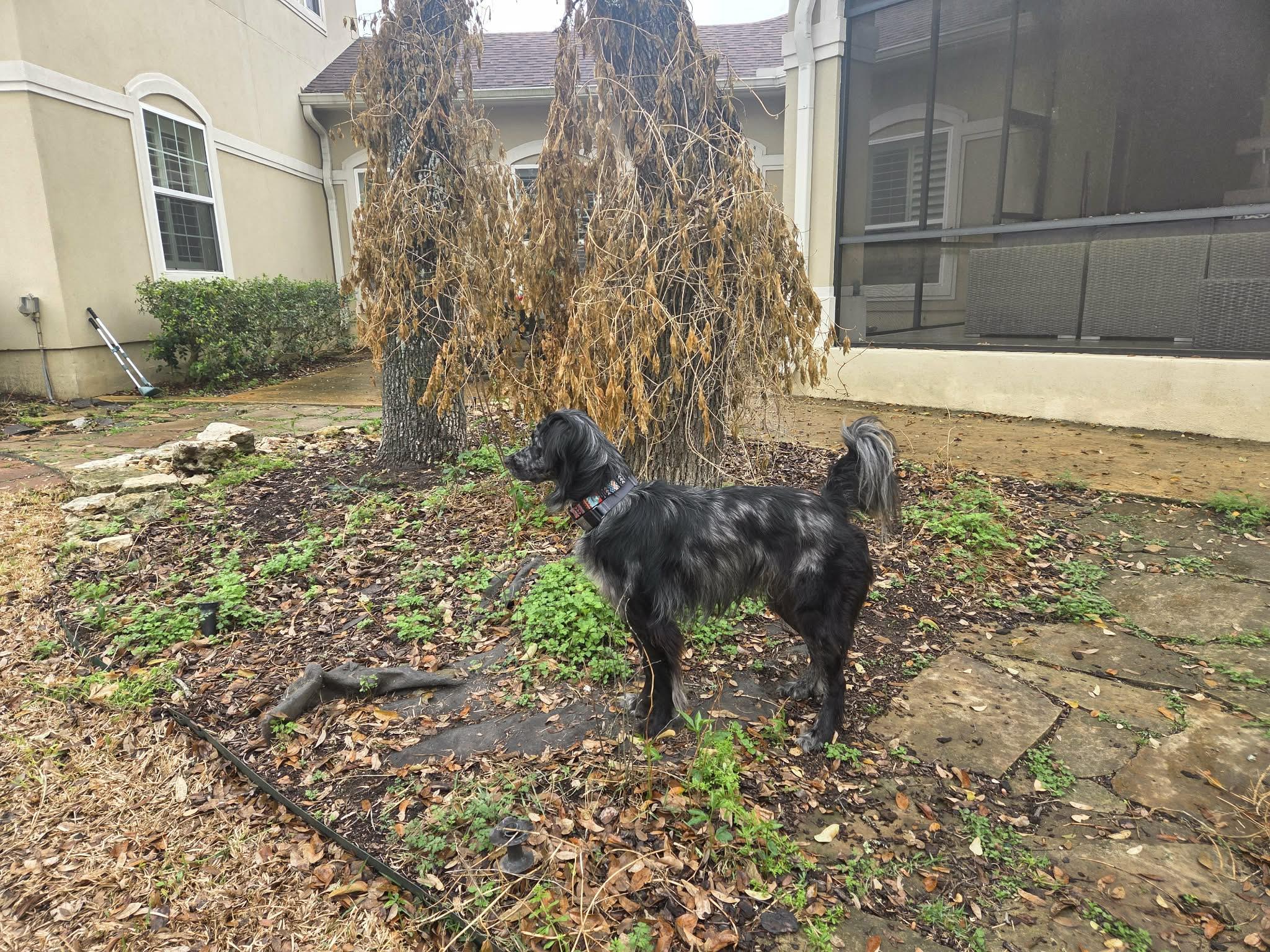 Alfie, a ADOPTABLE mixed breed in Boerne, TX image 4/6