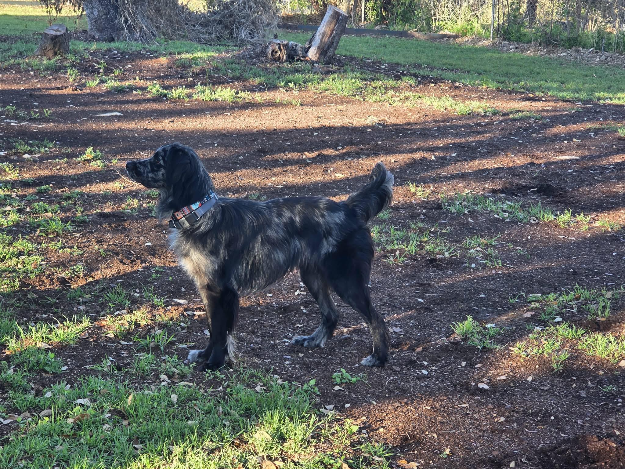 Alfie, a ADOPTABLE mixed breed in Boerne, TX image 6/6