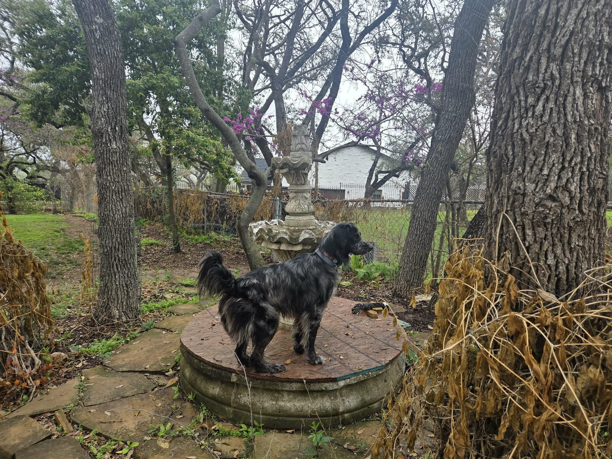 Alfie, a ADOPTABLE mixed breed in Boerne, TX image 2/6