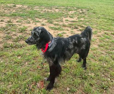 Alfie, a ADOPTABLE mixed breed in Boerne, TX image 5/6