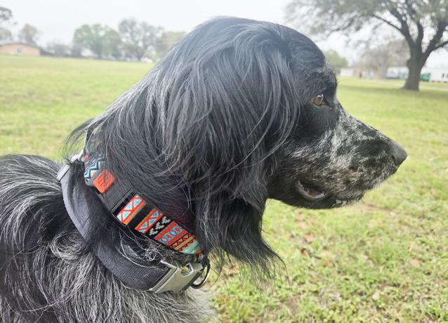 Alfie, ADOPTABLE, Adult Male English Setter & Border Collie.