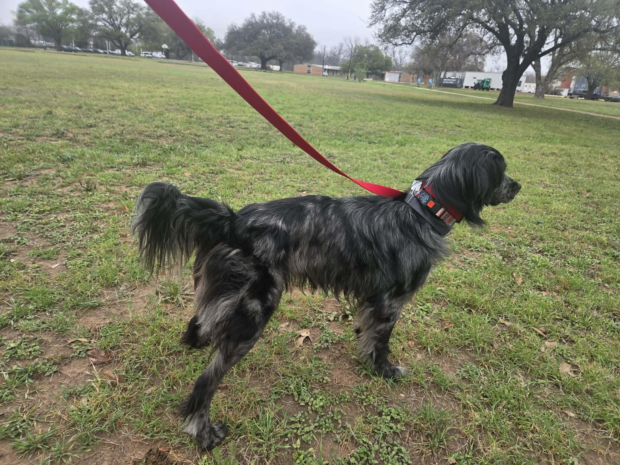 Alfie, a ADOPTABLE mixed breed in Boerne, TX image 3/6
