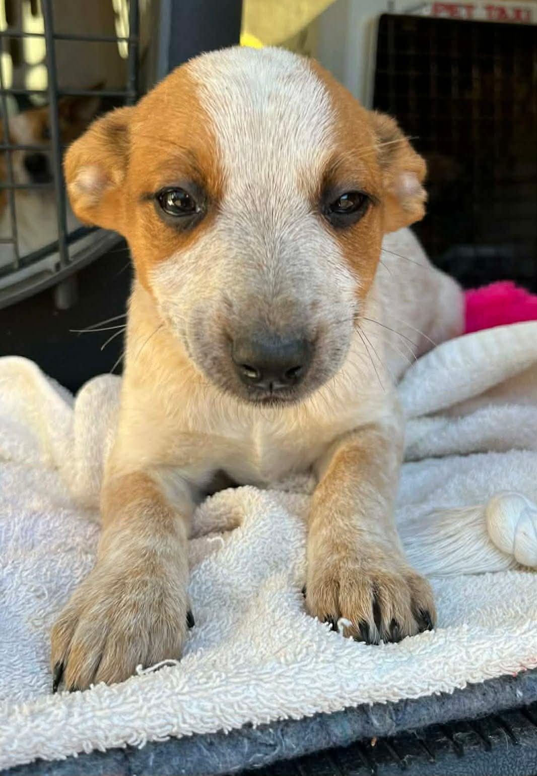Enlarge Zara , a ADOPTABLE mixed breed in Centerville, TN image 1/2