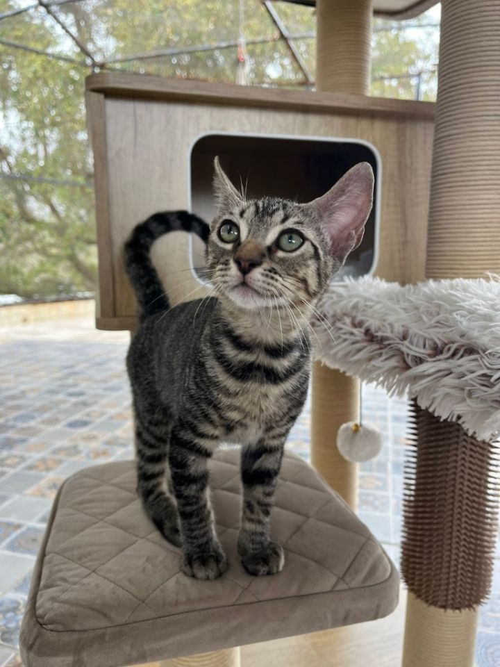 Cat for adoption Goose, a Domestic Short Hair Mix in Santa Barbara