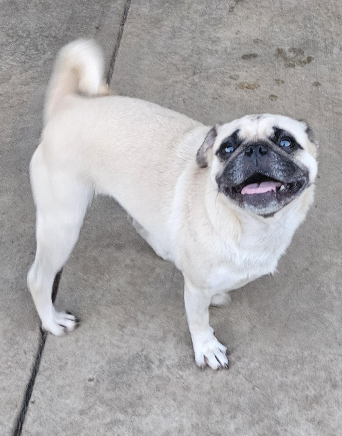 Baby, Adoptable, Adult Female Puggle.