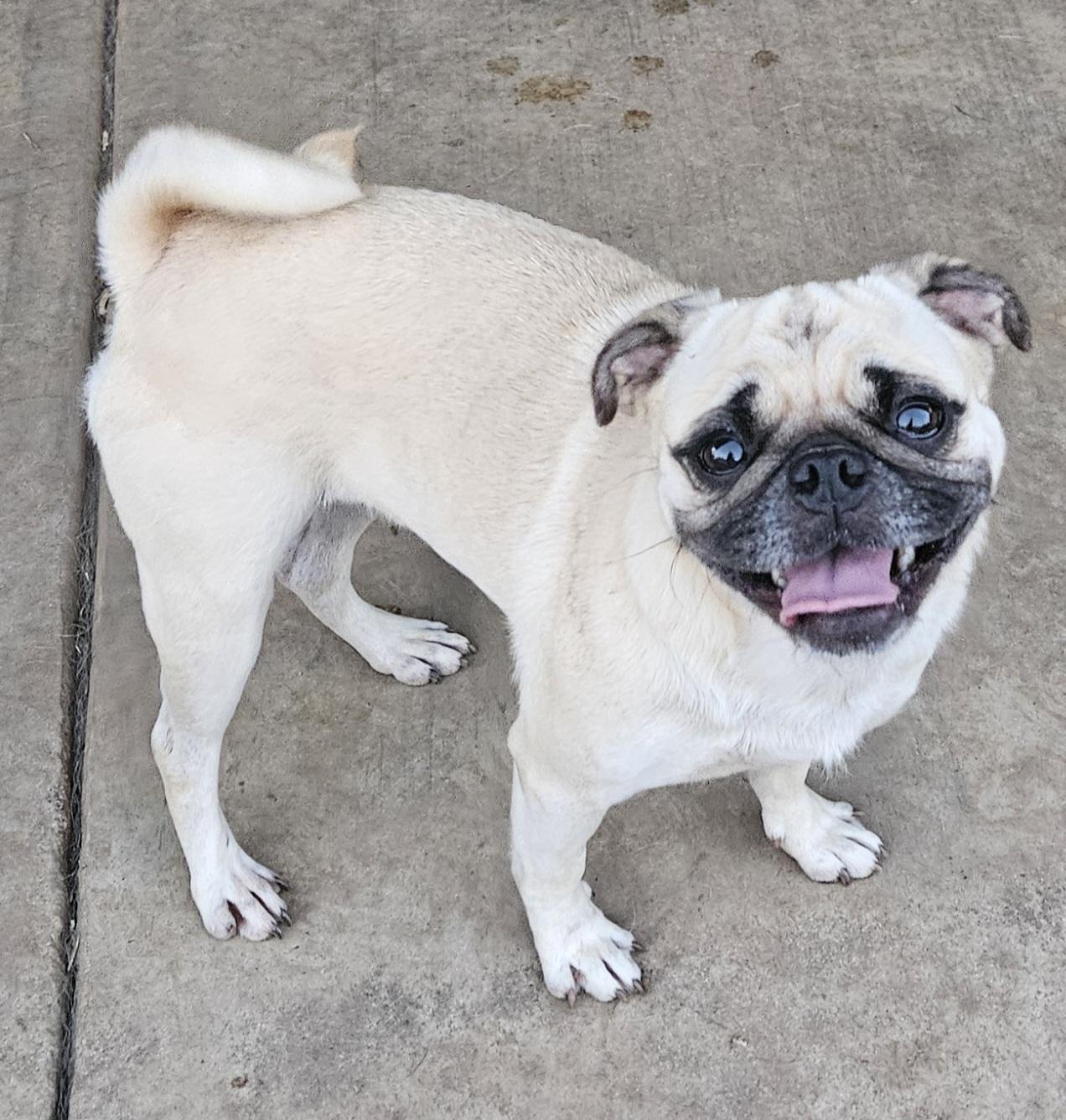 Baby, an adoptable Puggle in Moreno Valley, CA, 92556 | Photo Image 2