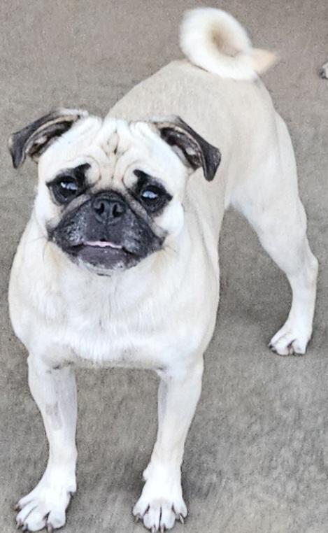Baby, an adoptable Puggle in Moreno Valley, CA, 92556 | Photo Image 1