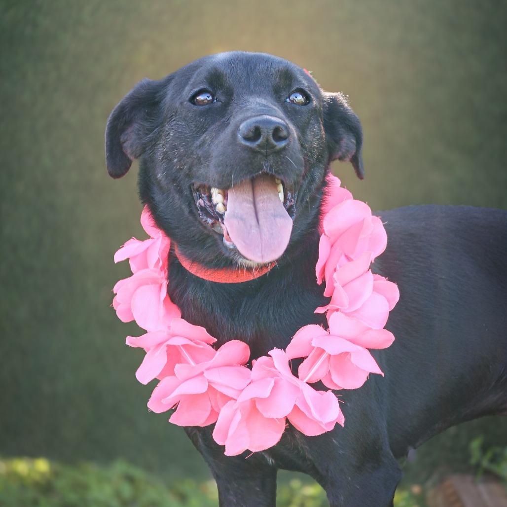 Joyce, a Adoptable Mixed Breed in Lake Jackson, TX image 1/2