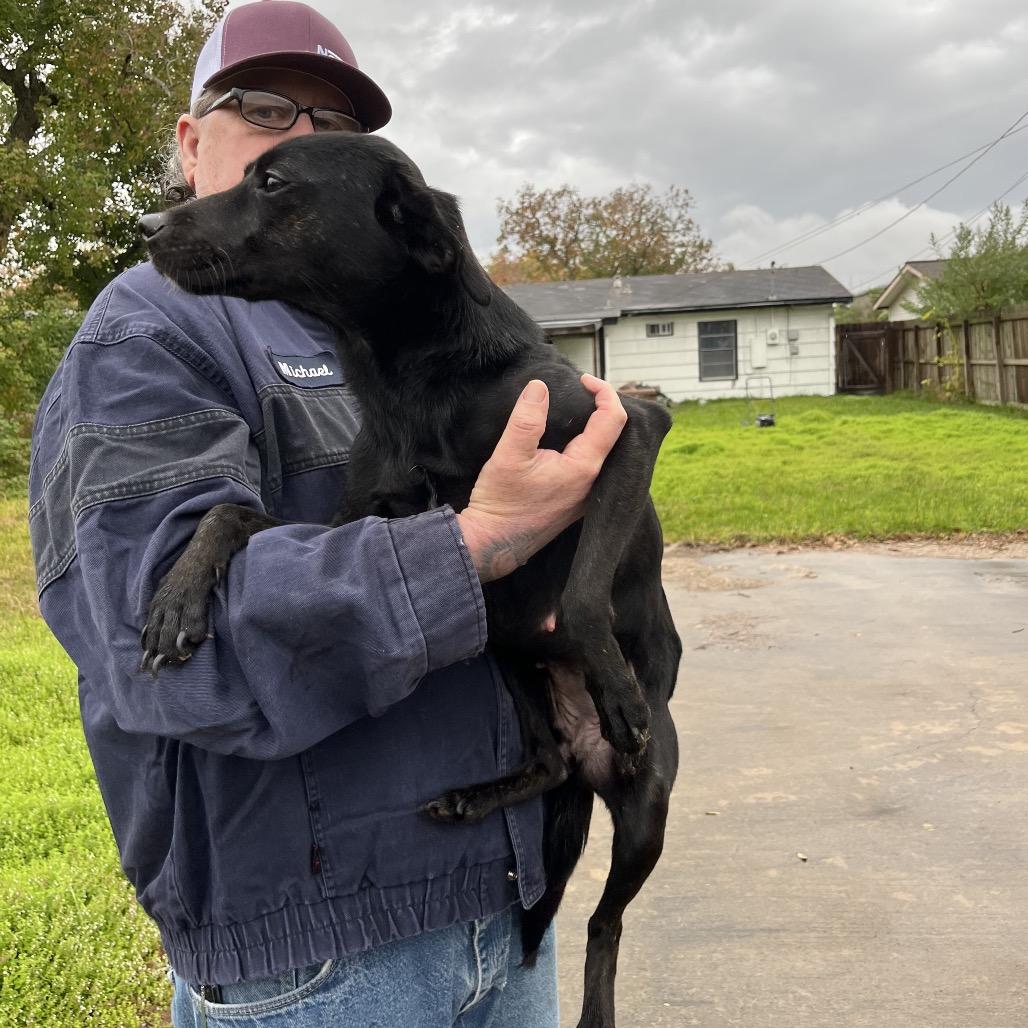 Joyce, a Adoptable Mixed Breed in Lake Jackson, TX image 2/2