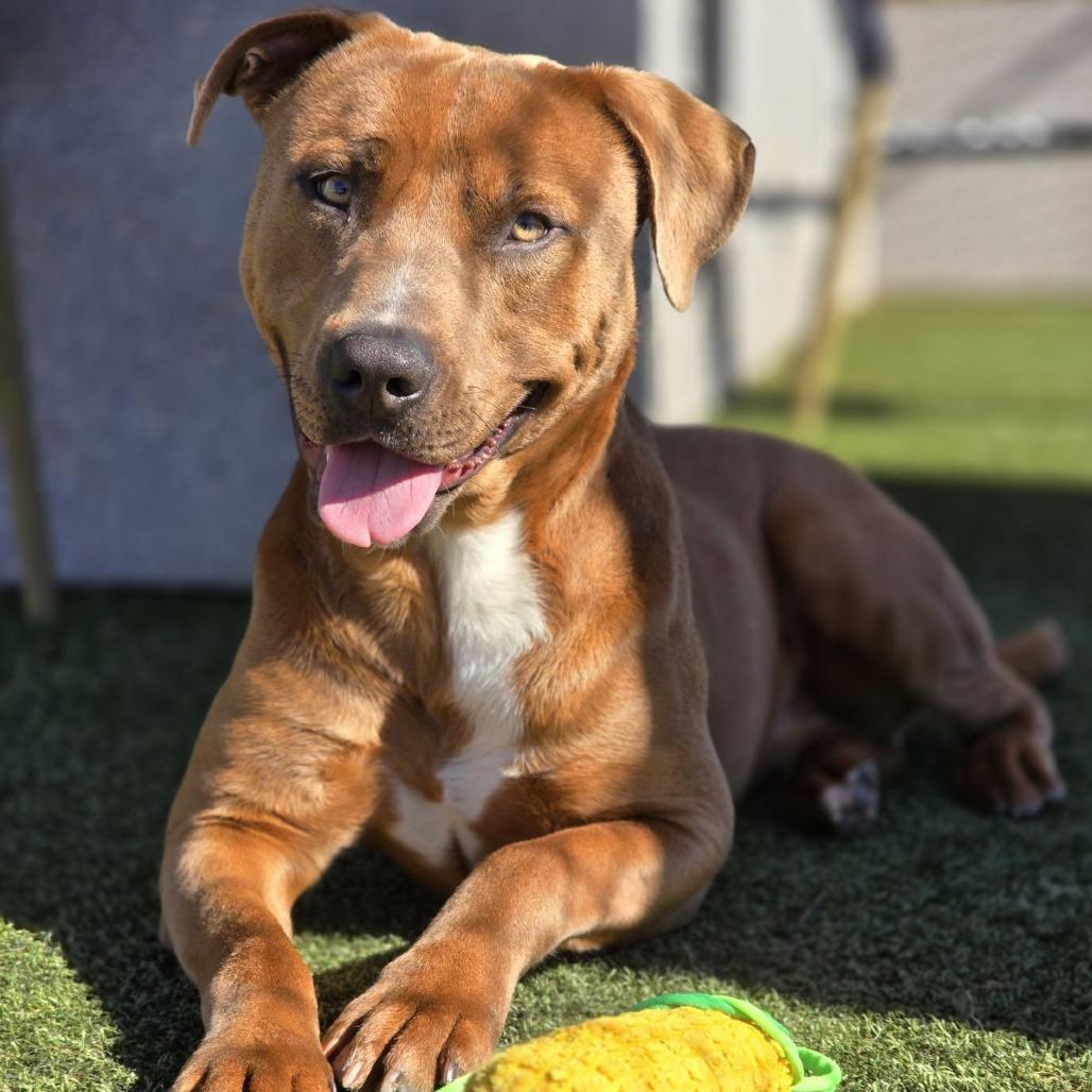 Reed, Adoptable, Adult Male Mixed Breed.