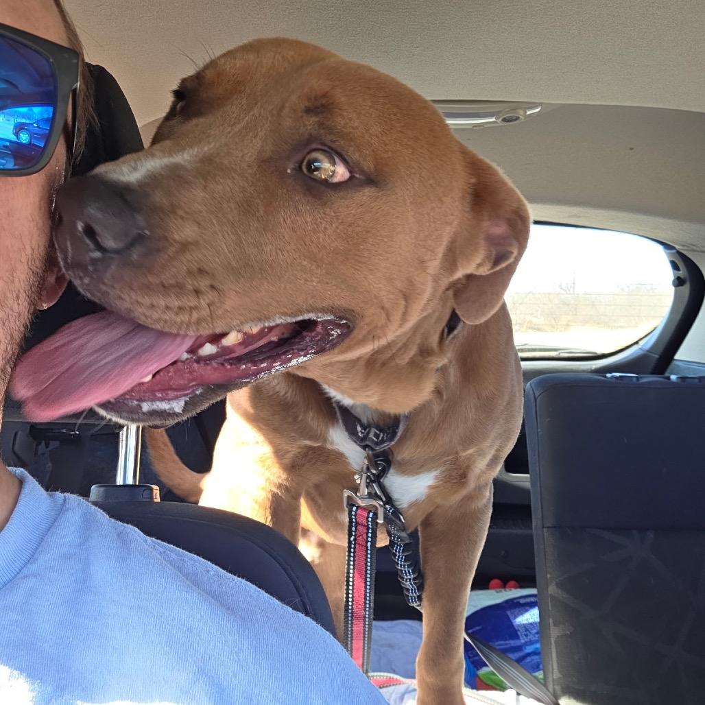 Enlarge Reed, a Adoptable Mixed Breed in Abilene, TX image 2/6