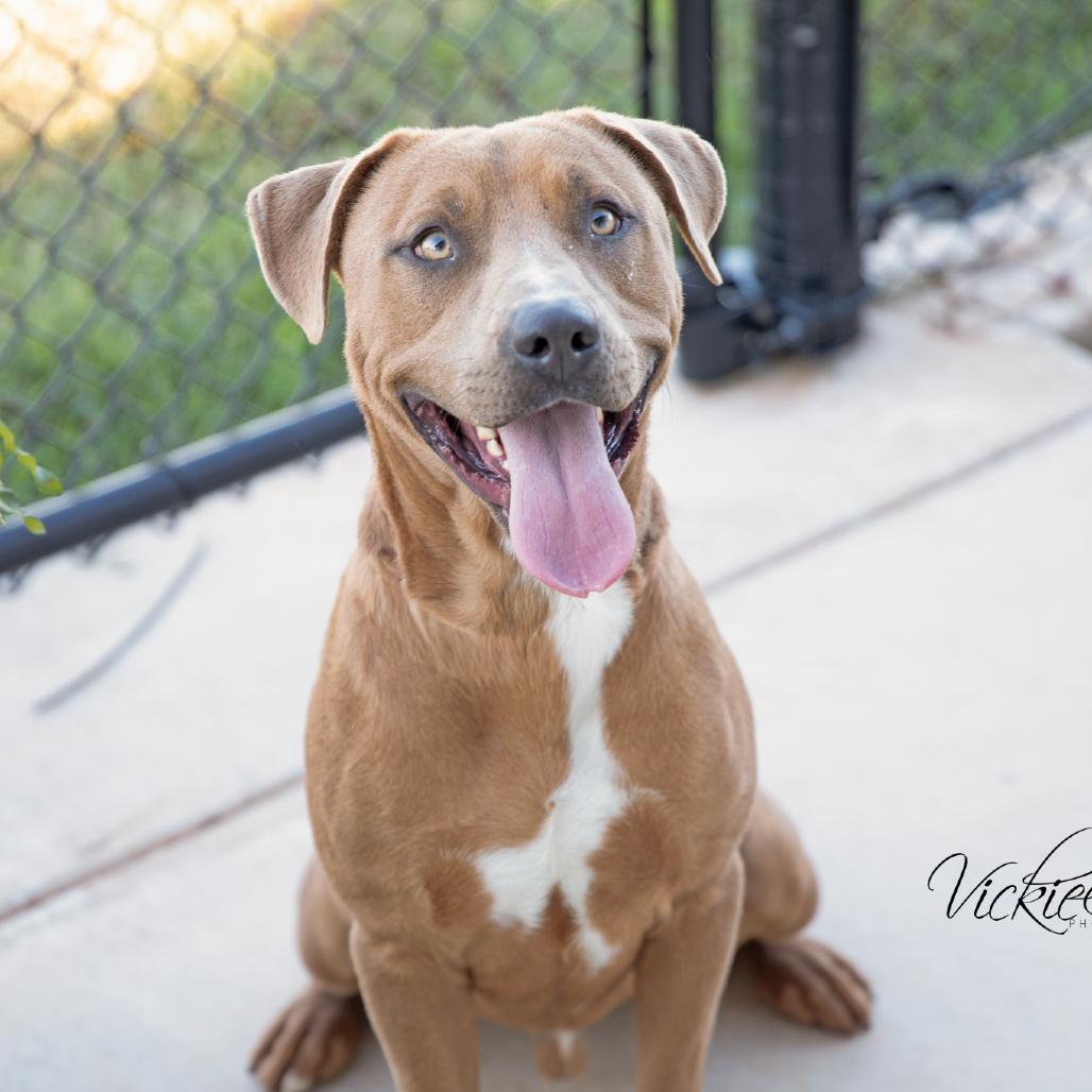 Enlarge Reed, a Adoptable Mixed Breed in Abilene, TX image 3/6
