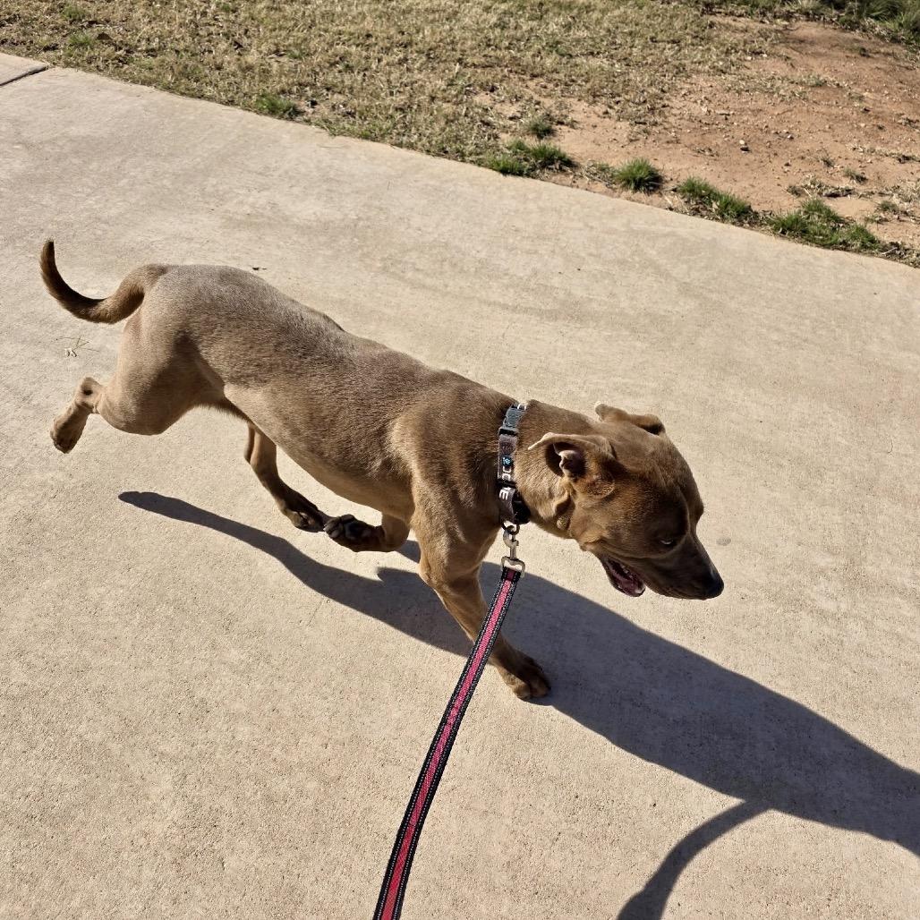 Enlarge Reed, a Adoptable Mixed Breed in Abilene, TX image 4/6