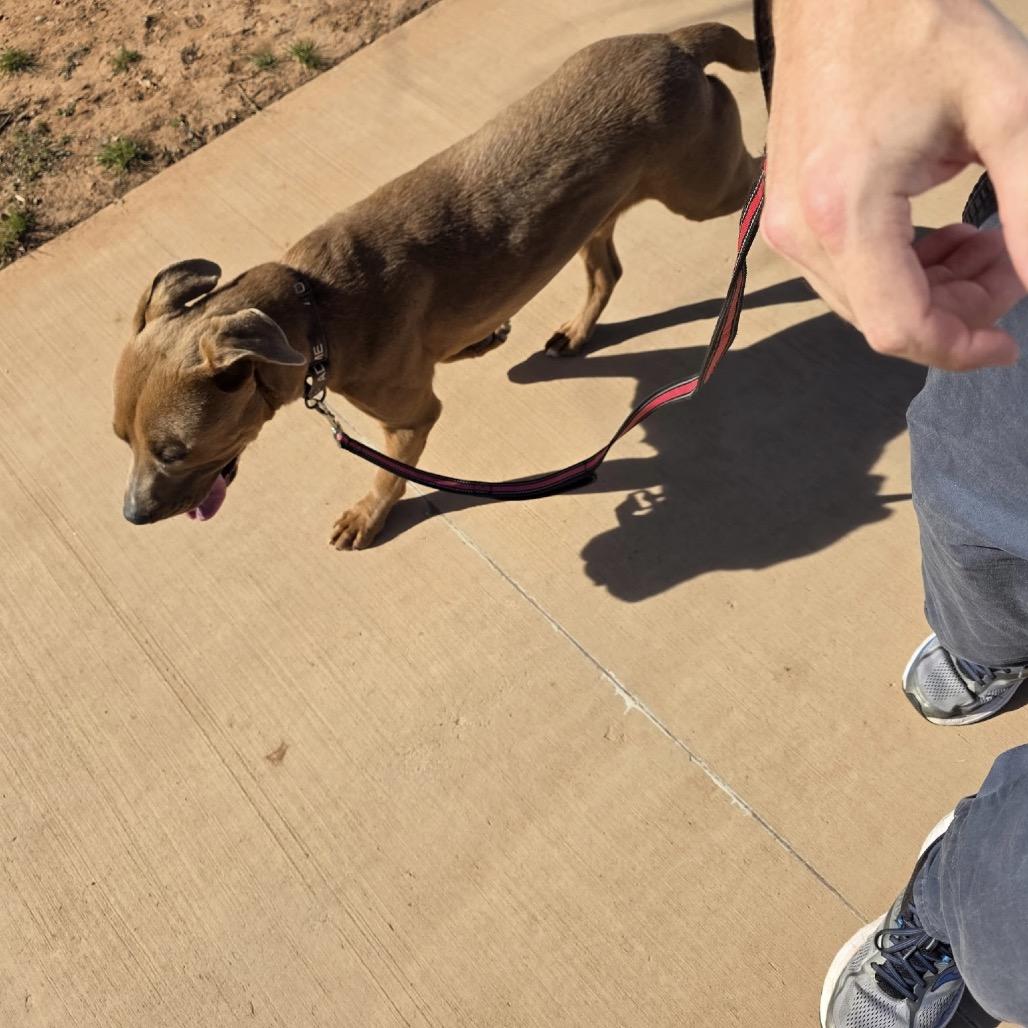 Enlarge Reed, a Adoptable Mixed Breed in Abilene, TX image 5/6