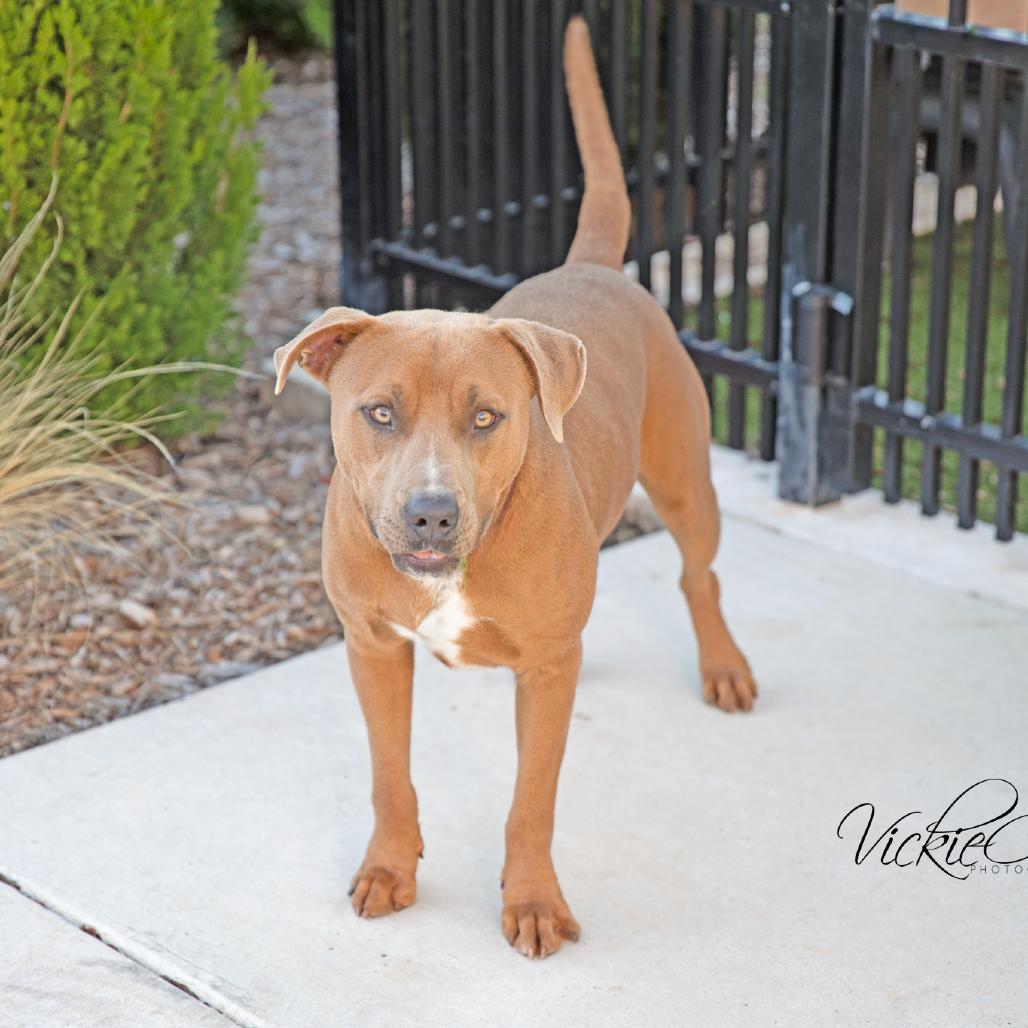 Enlarge Reed, a Adoptable Mixed Breed in Abilene, TX image 6/6