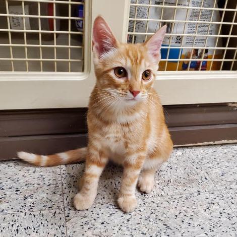 Nacho, adopted, Kitten Male Domestic Short Hair.