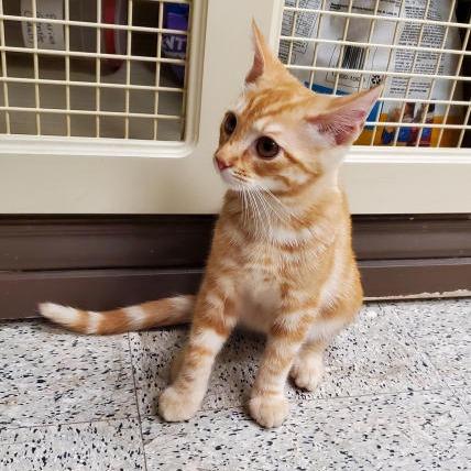 Enlarge Nacho, an adopted Domestic Short Hair in Prescott, AZ image 2/2