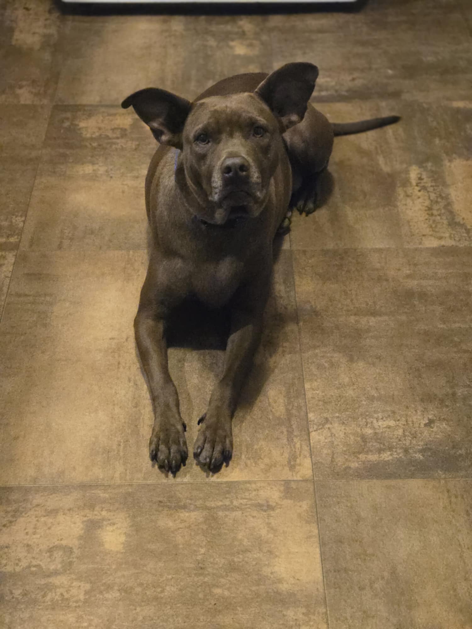 Enlarge Lulu, a Adoptable Pit Bull Terrier in Valdosta, GA image 1/5