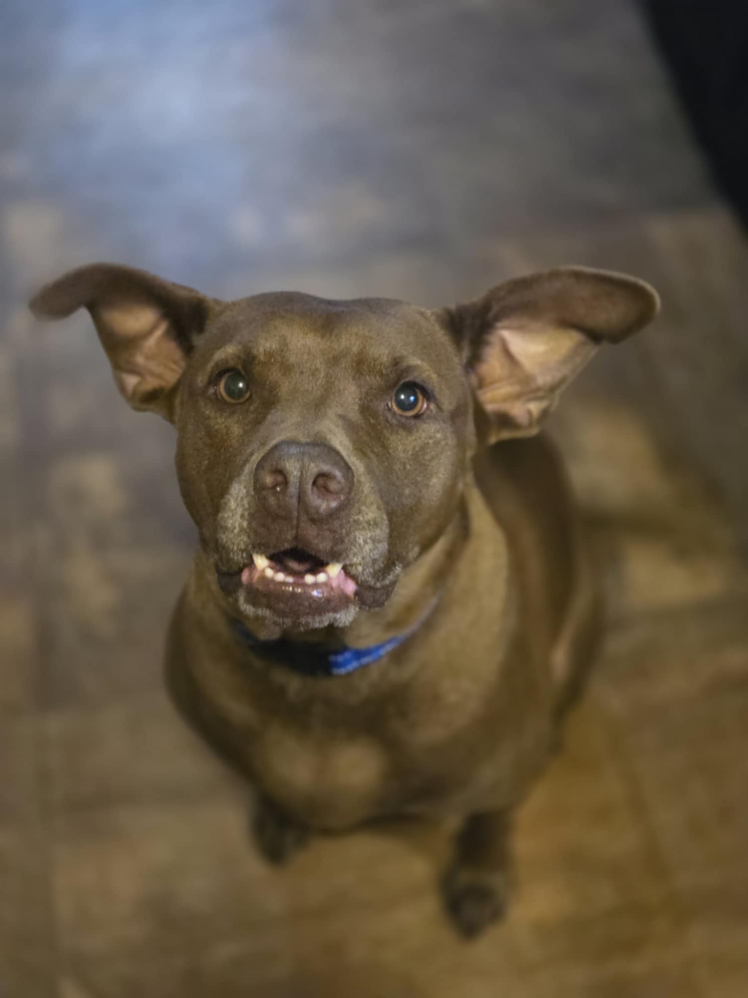 Enlarge Lulu, a Adoptable Pit Bull Terrier in Valdosta, GA image 2/5